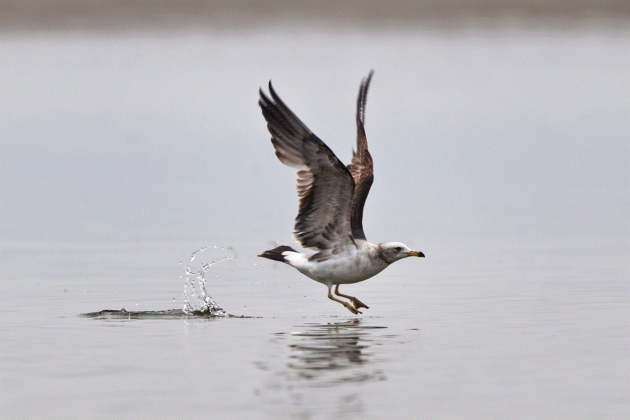 Seagull Bird