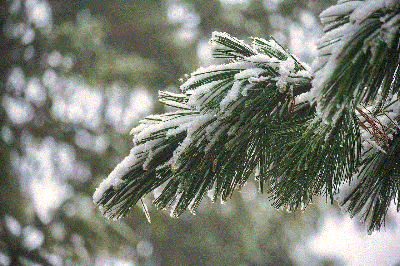 Winter Pine Tree