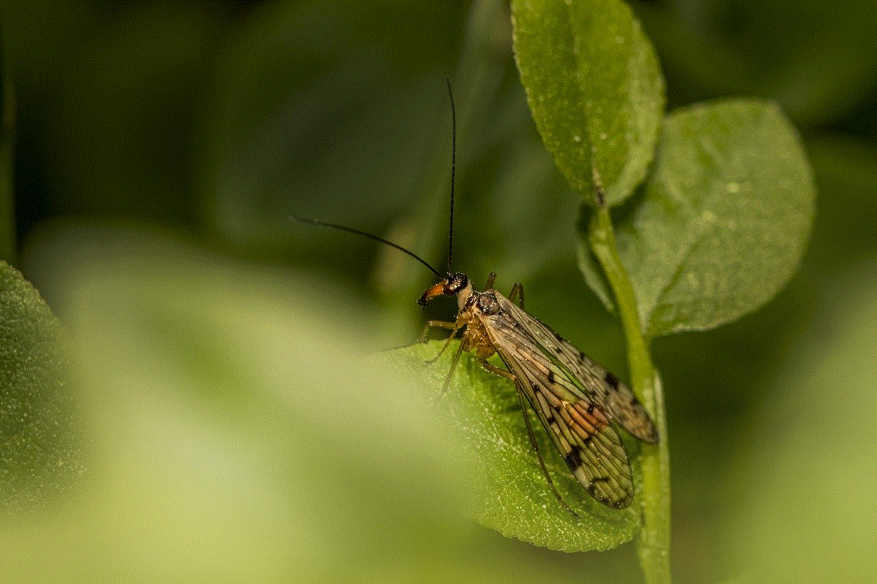 Scorpionfly Insect