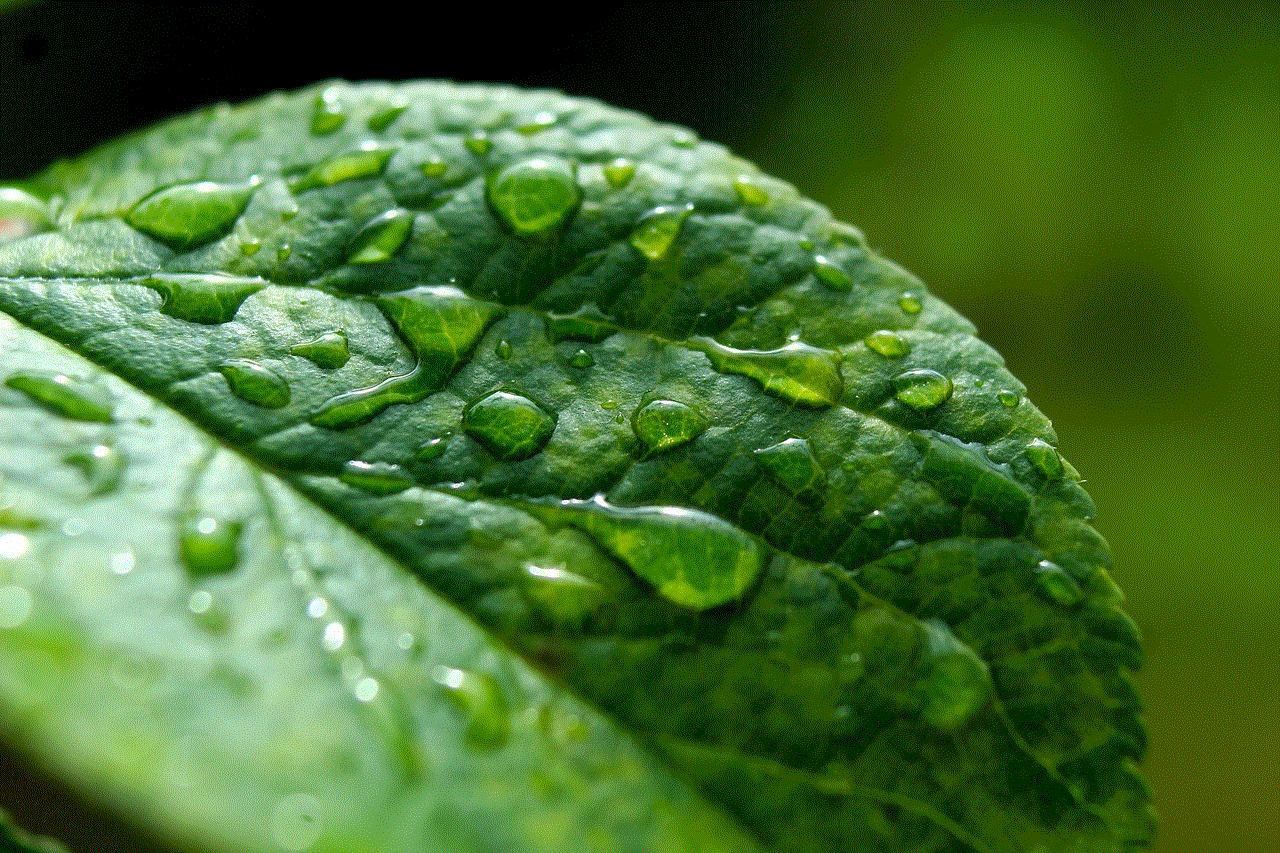 Leaf Closeup