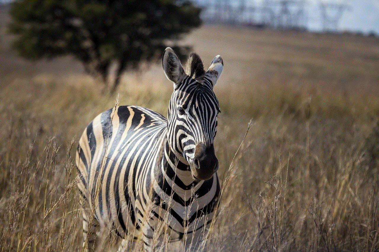 Zebra Africa