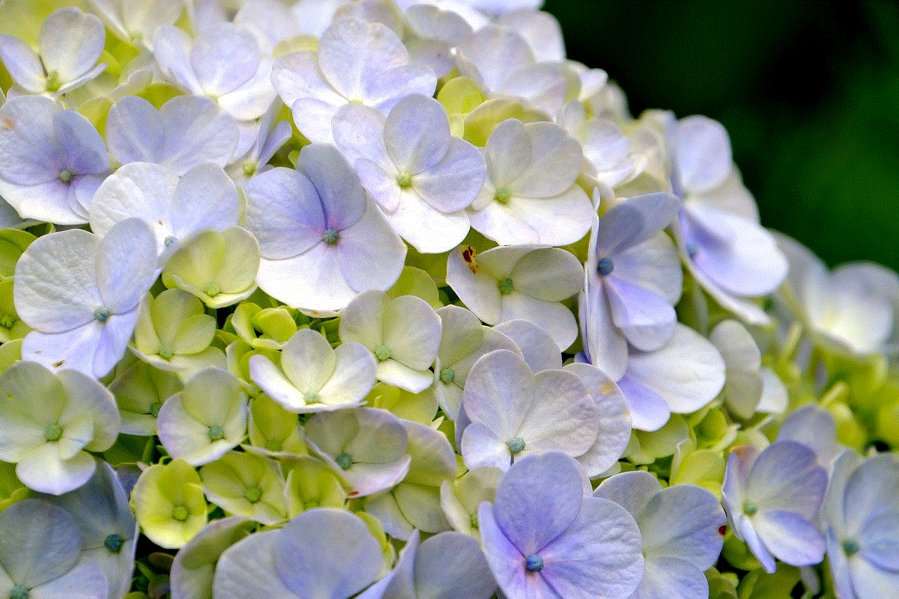 Hydrangea Flower