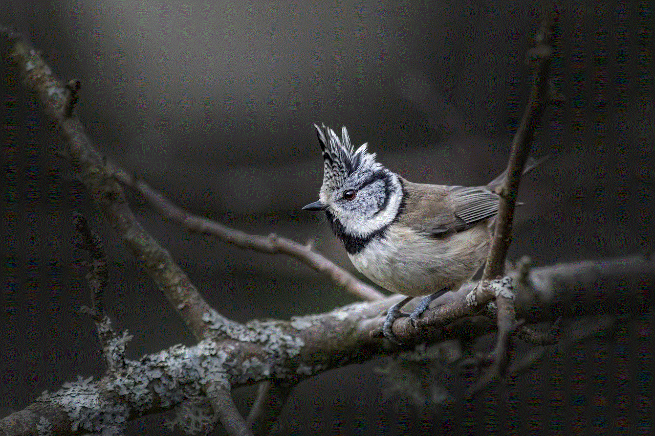 European Crested Tit Bird