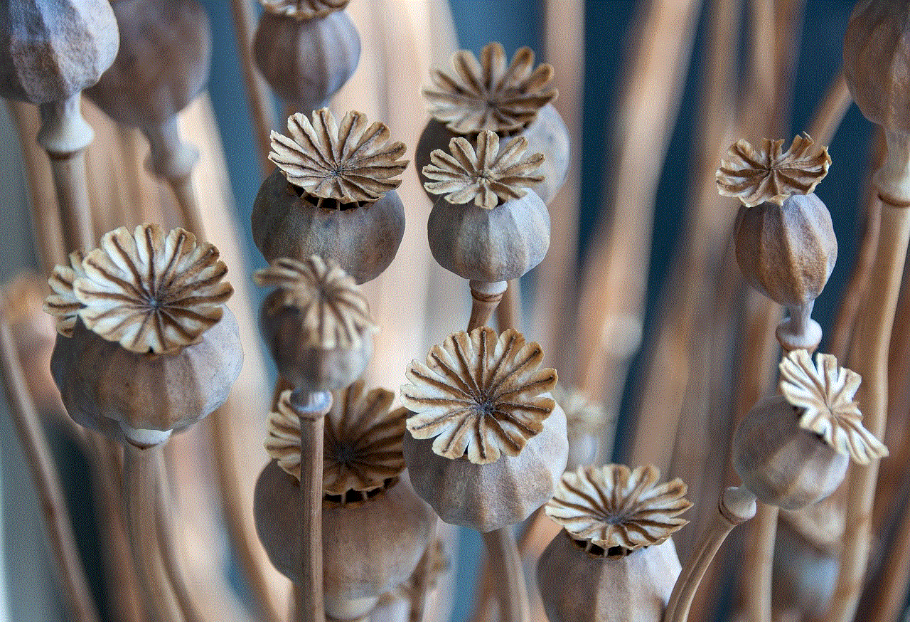 Seed Pods Poppy Seed Pods