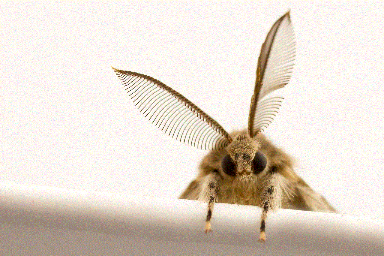 Moth Insect