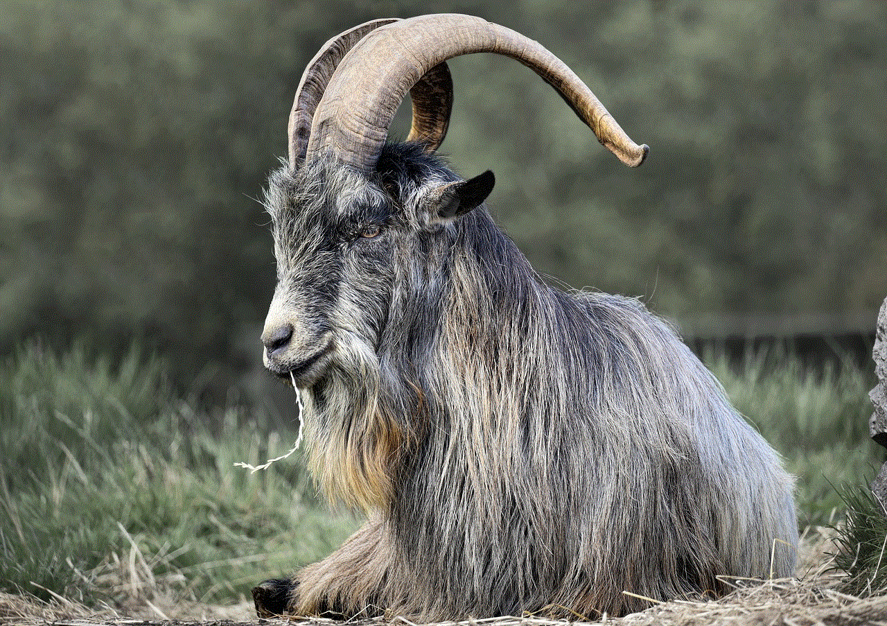 Irish Goat Goat