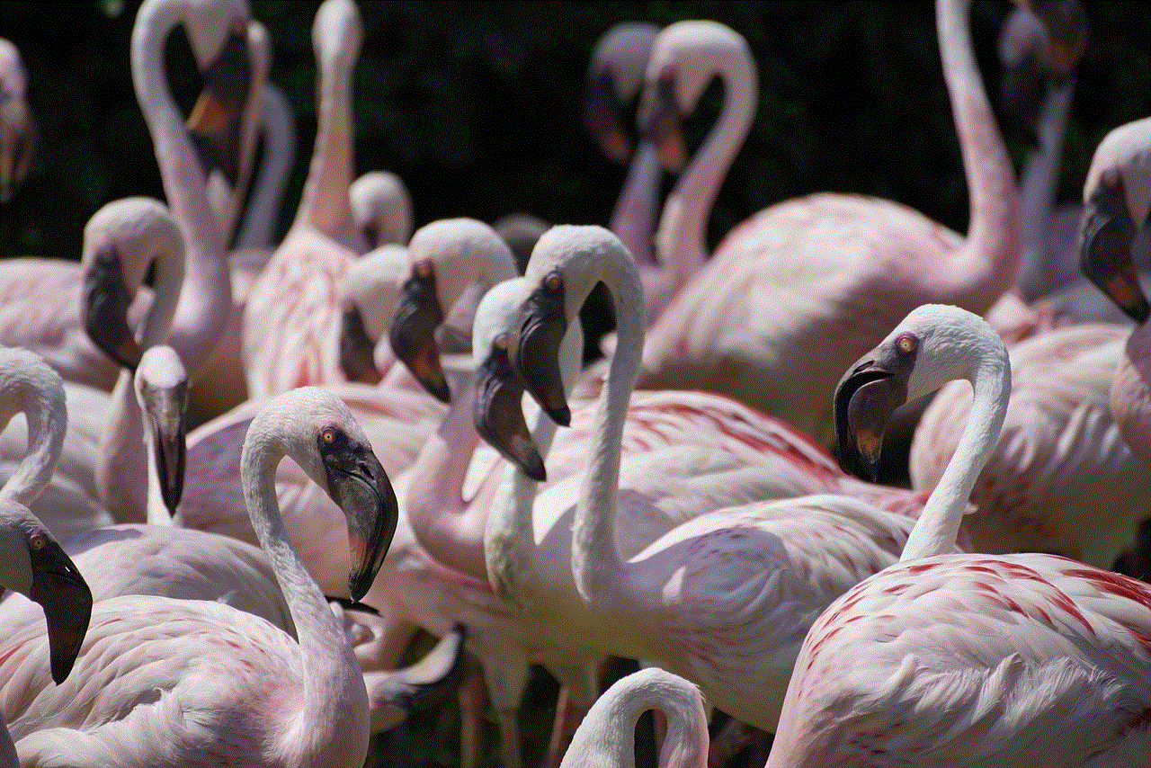 Flamingo Birds