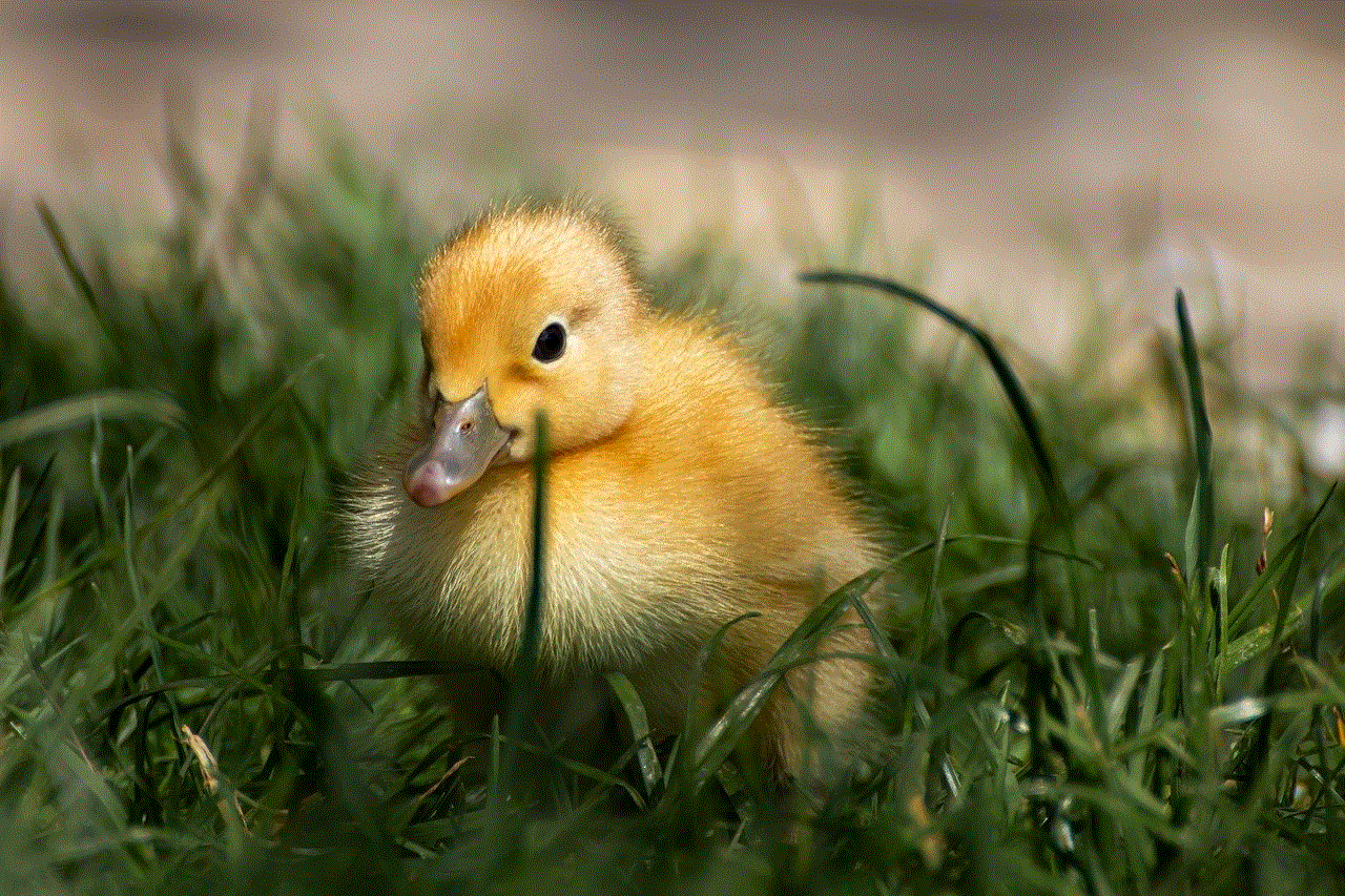 Duck Ducklings Duck Ducklings