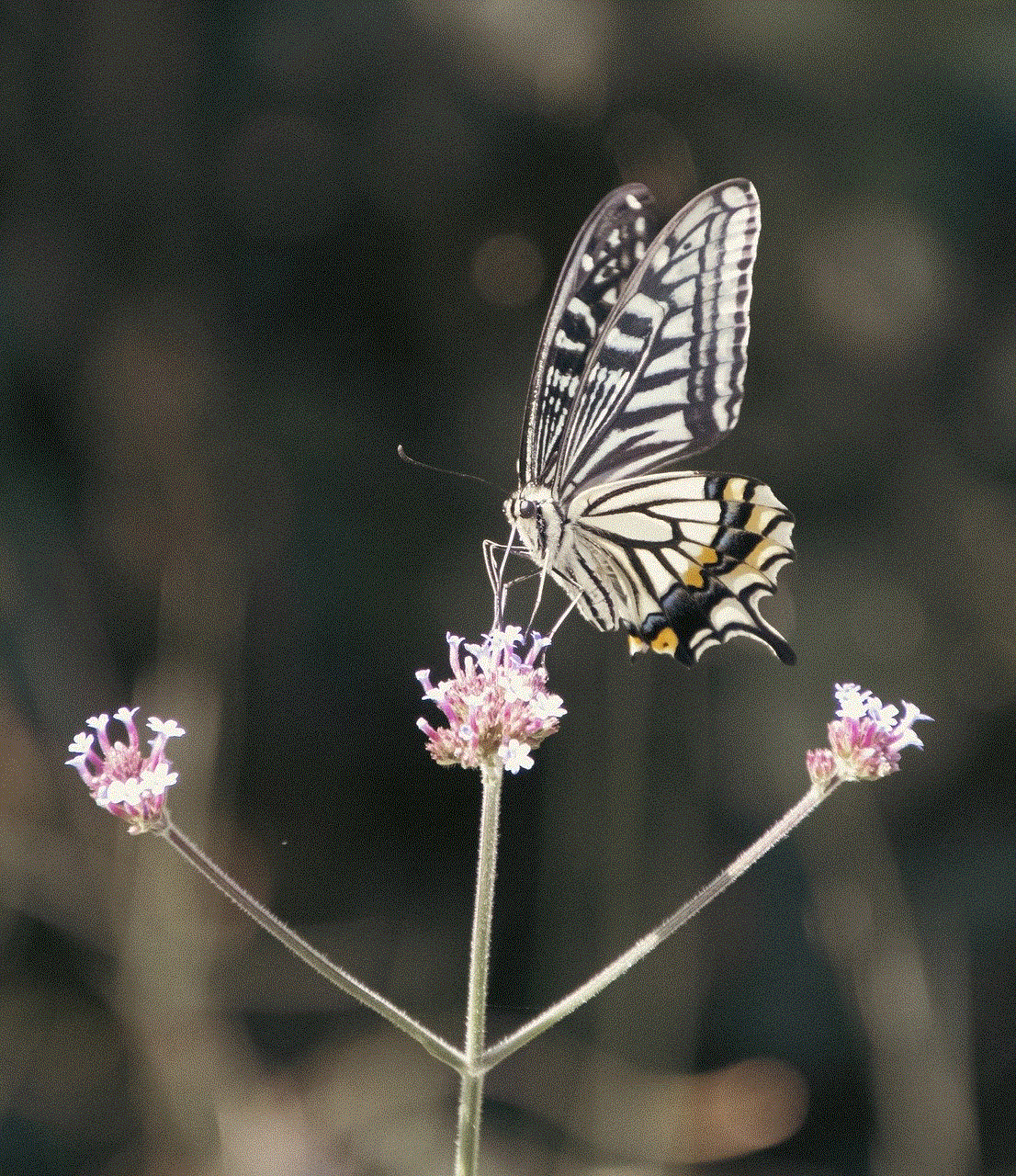 Butterfly Flower