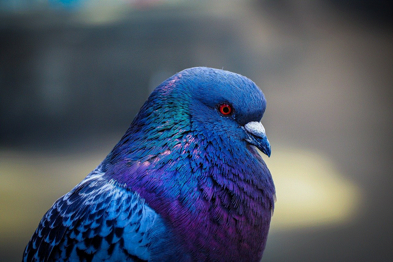 Bird Pigeon