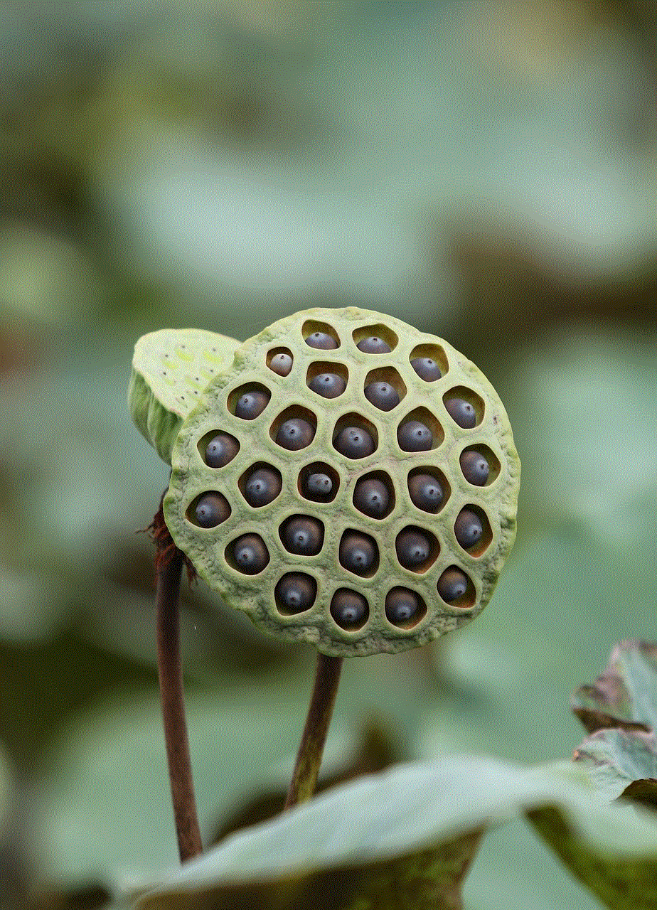 Lotus Seed Pod