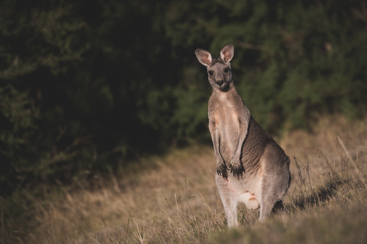 Eastern Grey Kangaroo Kangaroo