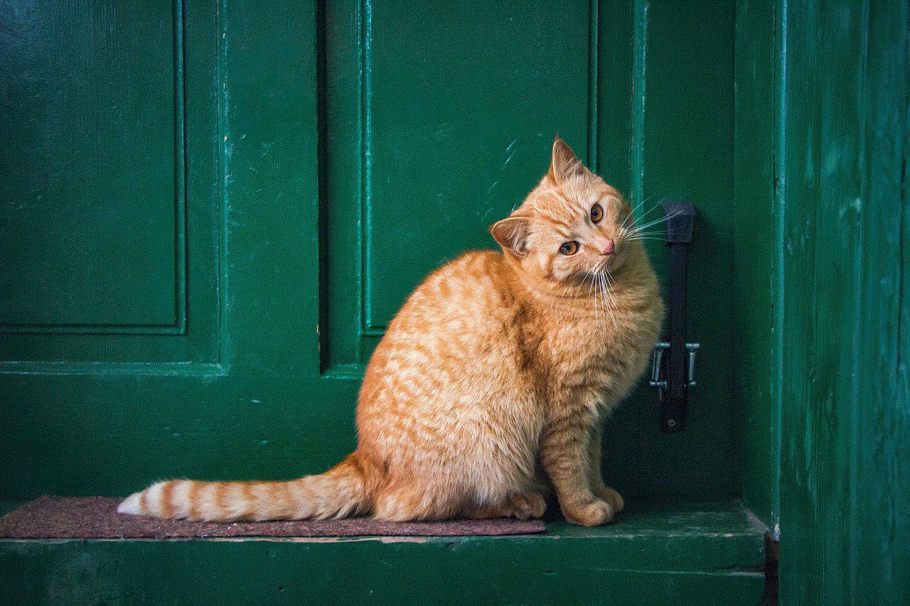 Cat Front Door Cat Front Door