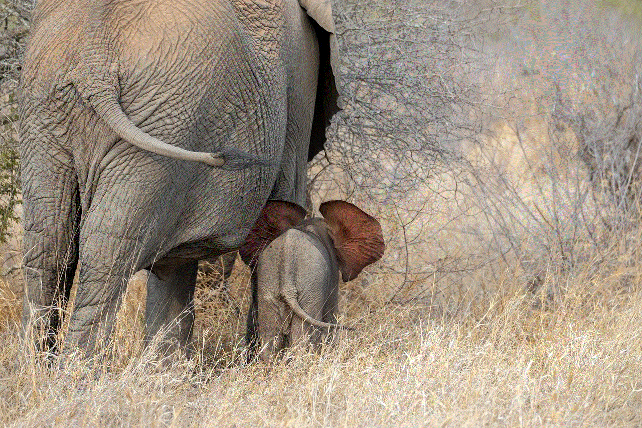 Africa Elephant