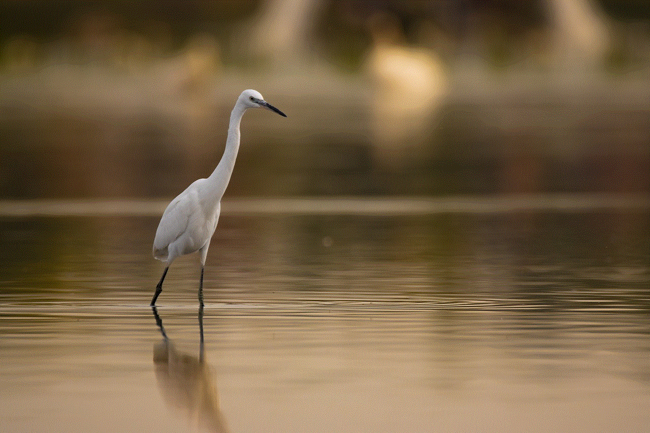 Egret Bird