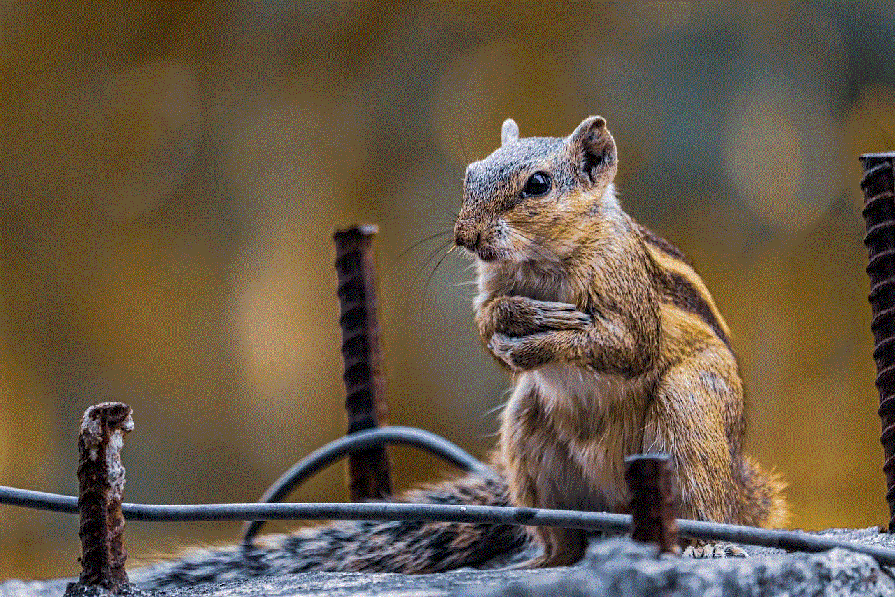 Chipmunk Animal