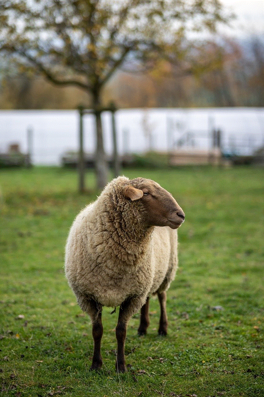 Sheep Wool