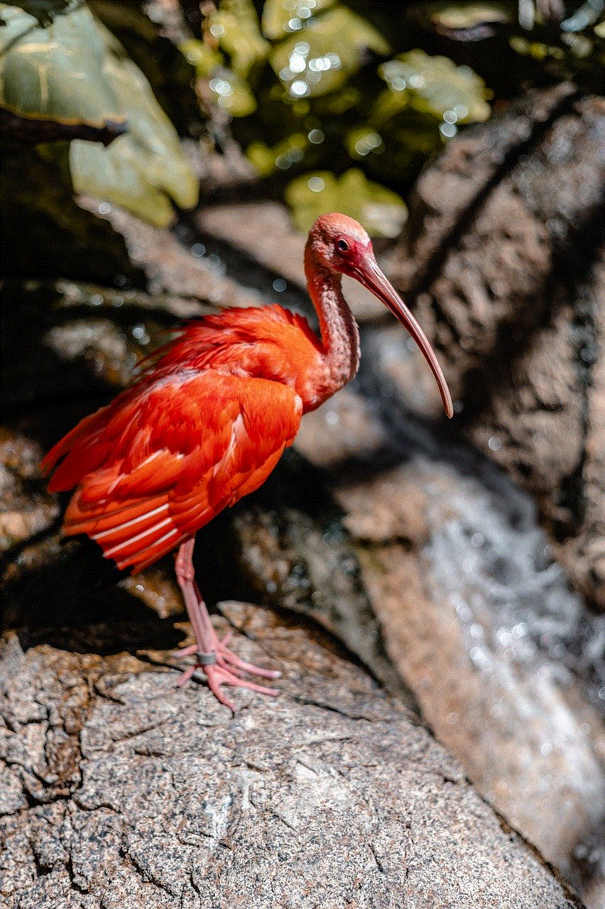 Bird Scarlet Ibis