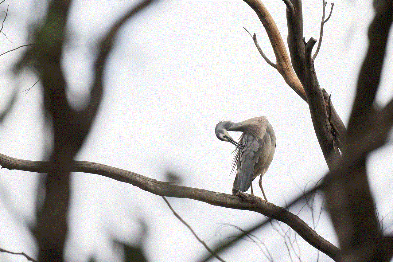 White-Faced Heron Heron