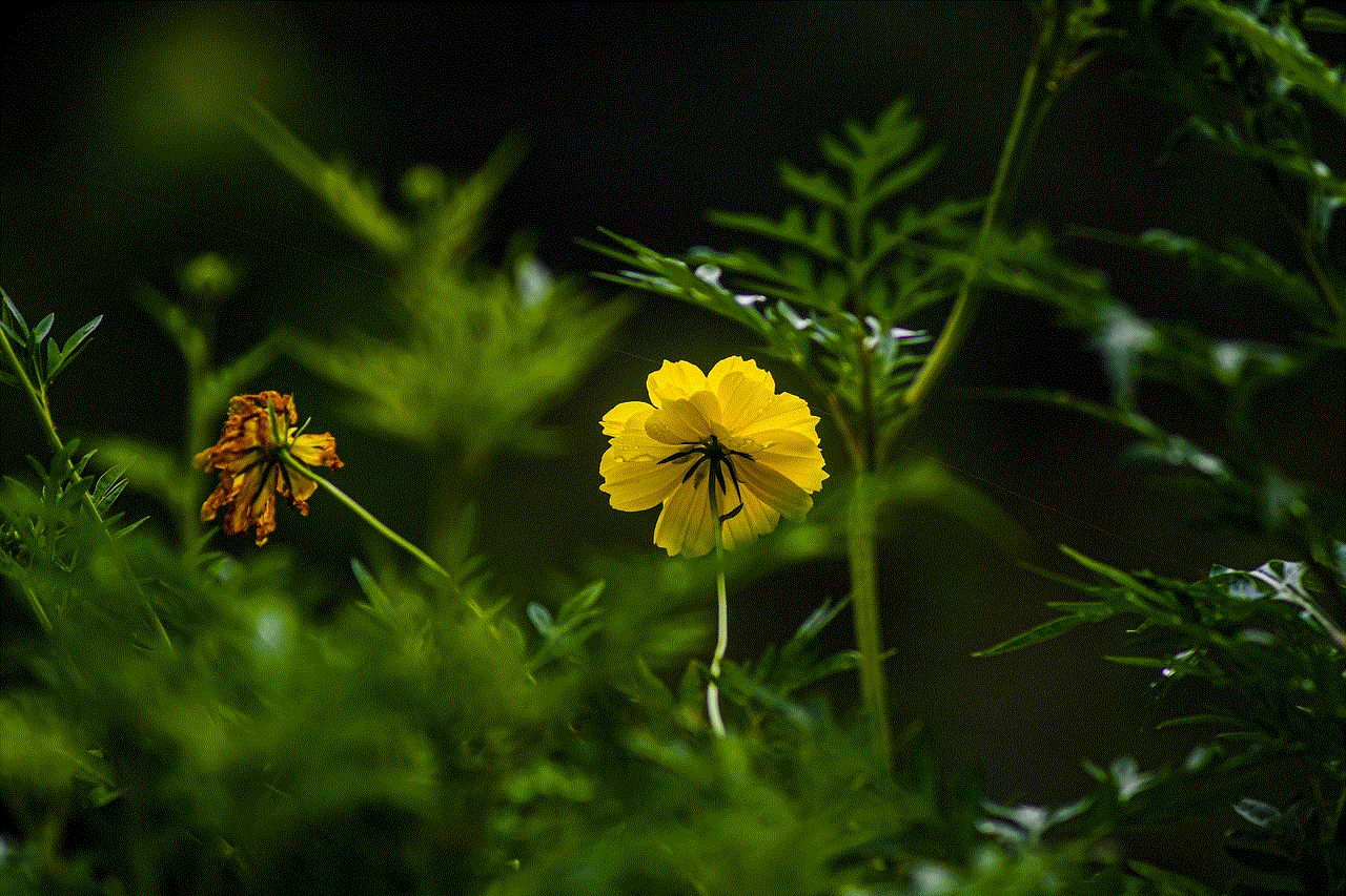 Yellow Flower Flower Background