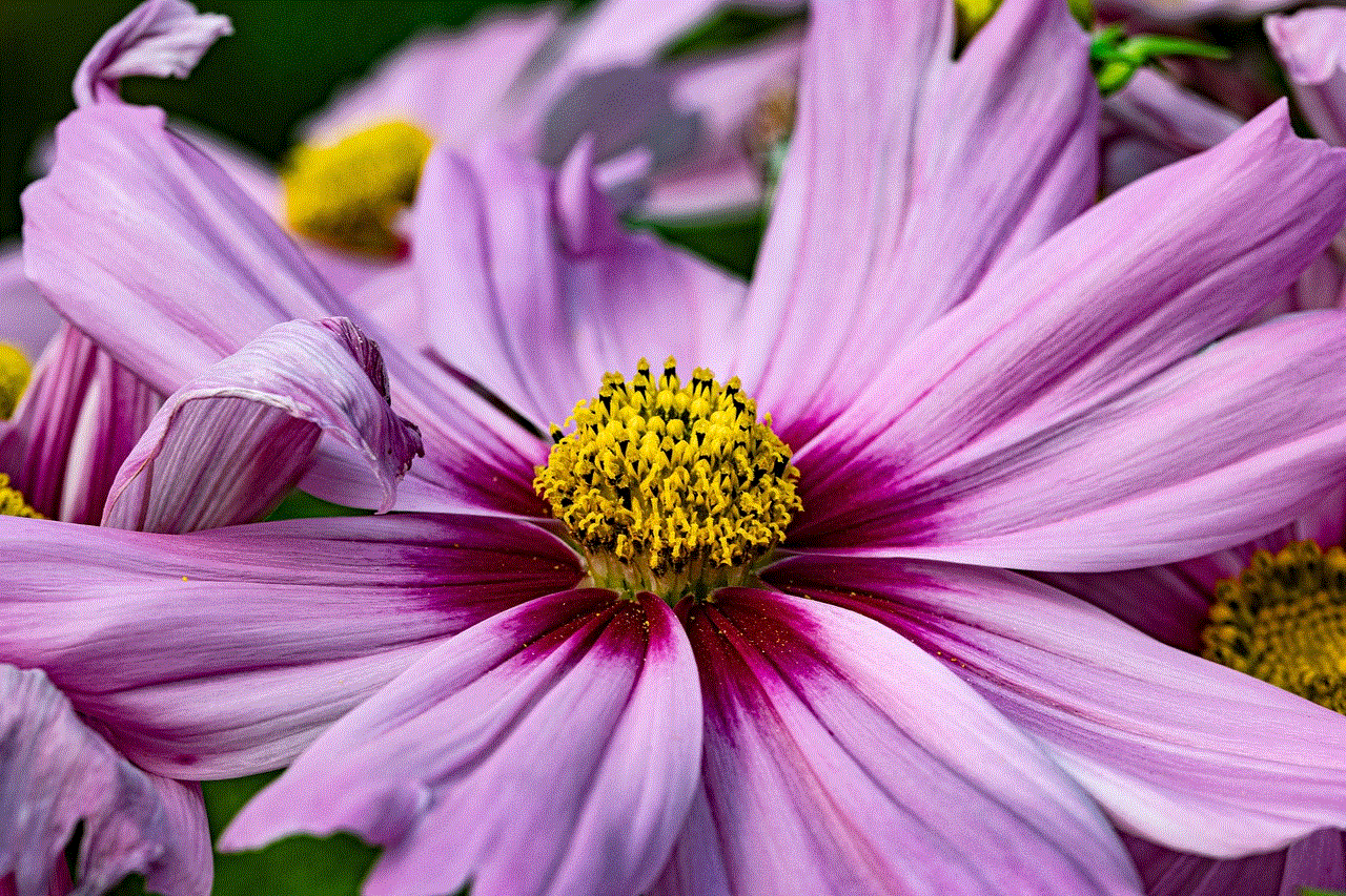 Flower Cosmos