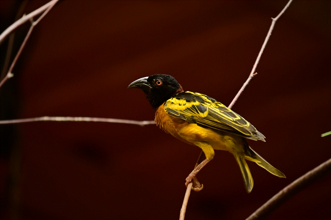 Village Weaver Bird