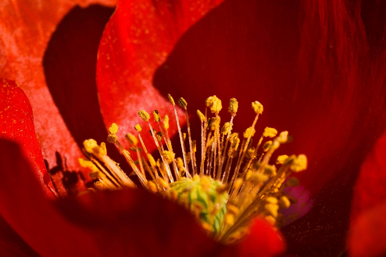 Flower Poppy