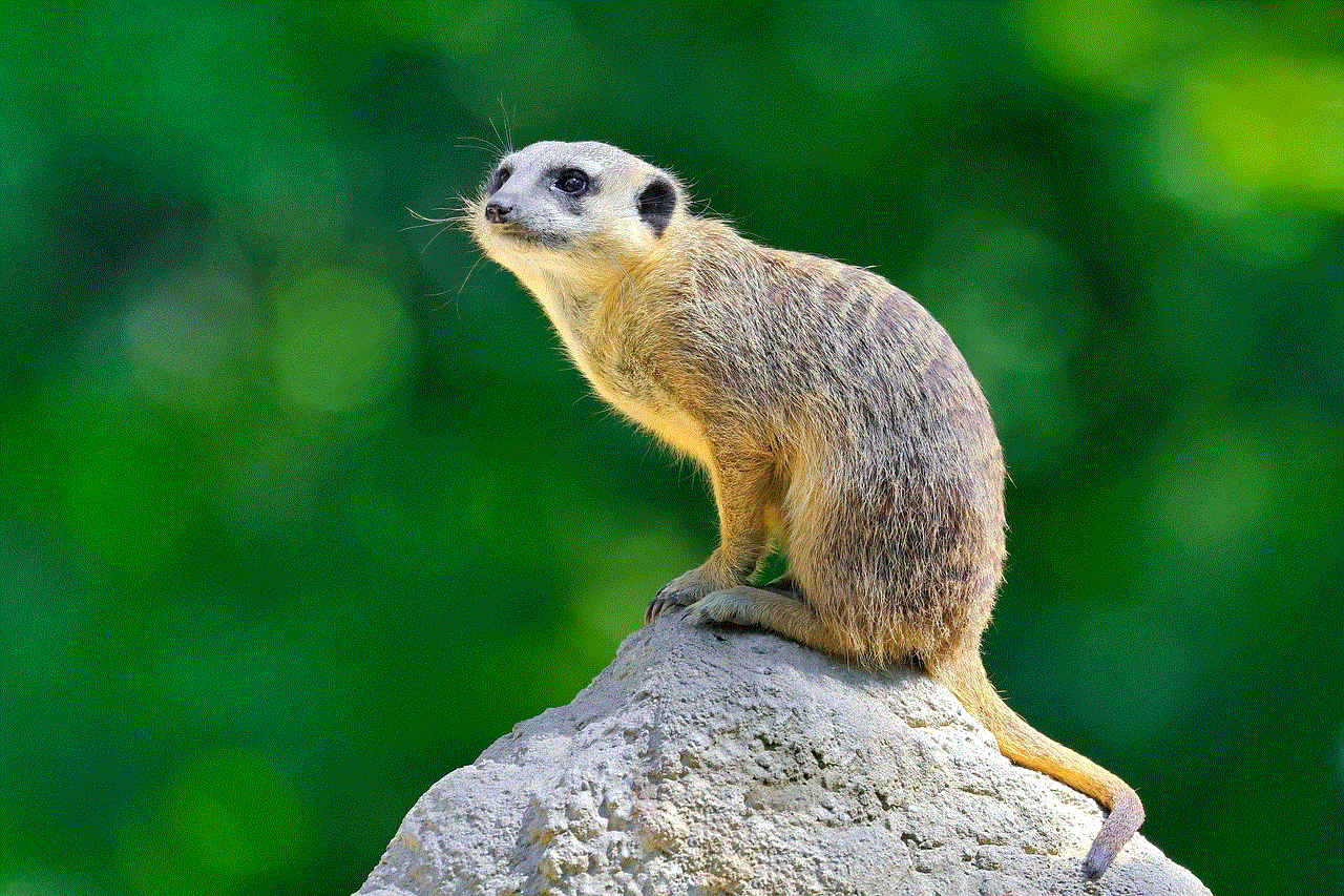 Meerkat Mammal