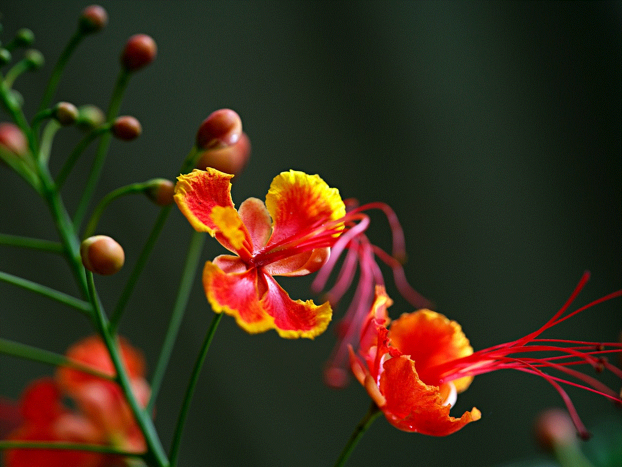 Peacock Flowers Flowers