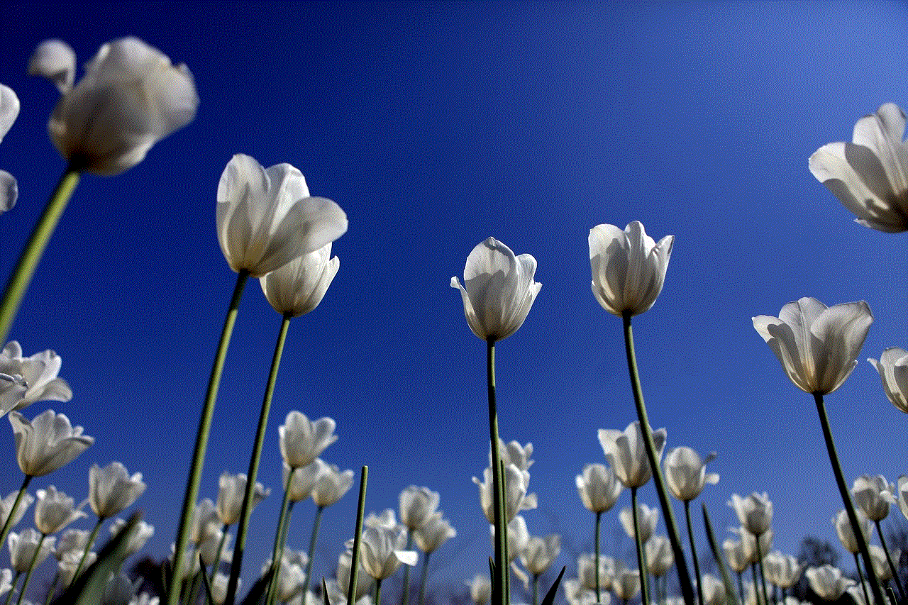 Tulips Flowers