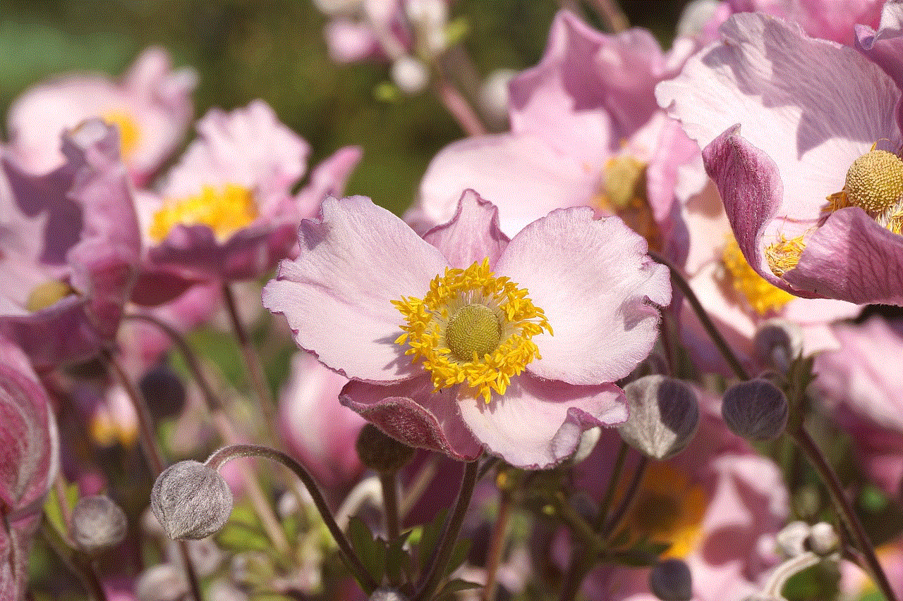 Anemone Flower Anemone Flower