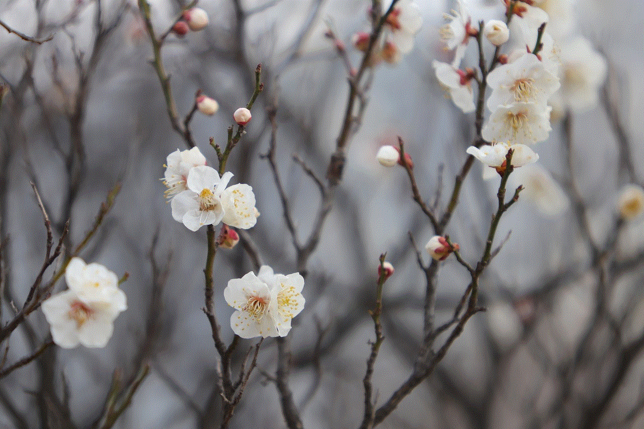 Plum Blossoms White Flowers