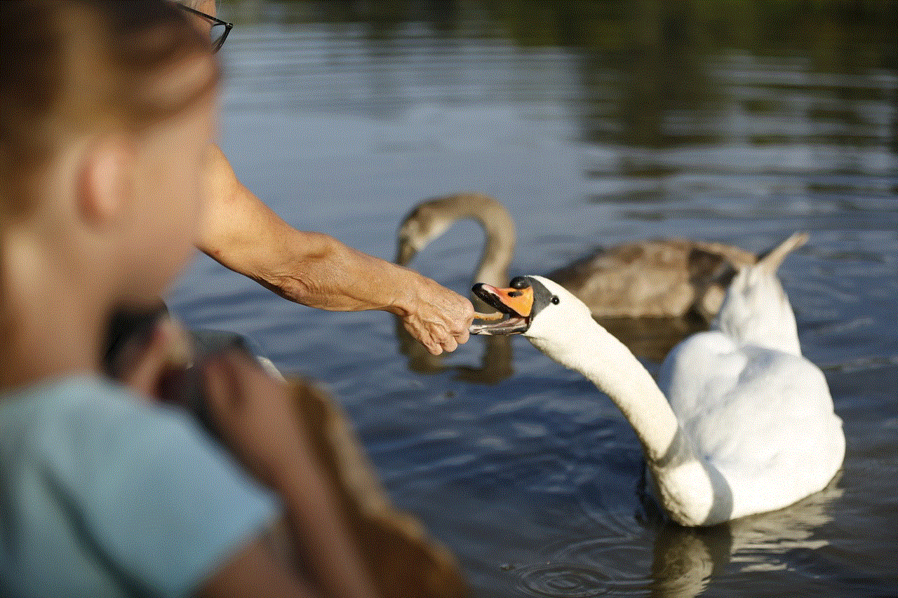 Swan Water Bird