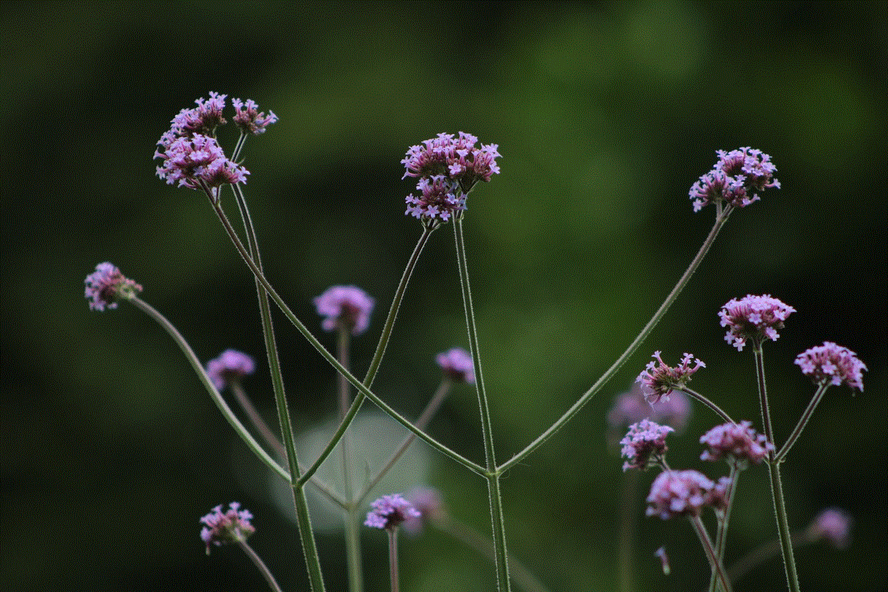 Vervain Flowers