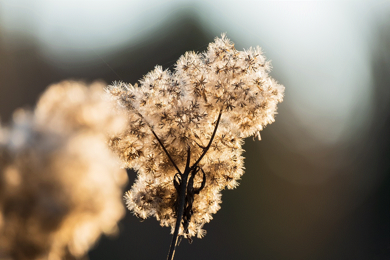 Goldenrod Seed Head