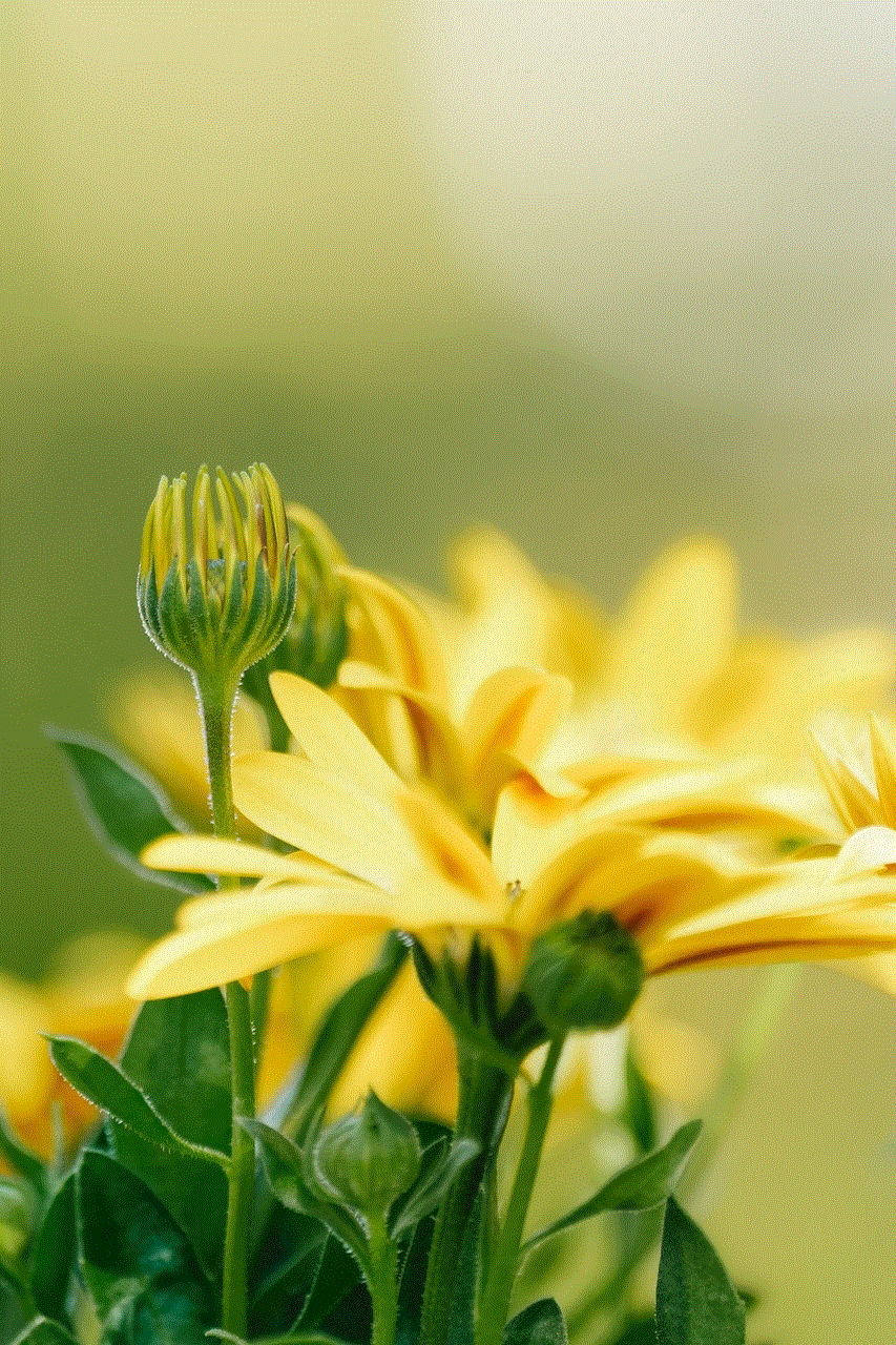 Flower Marguerite