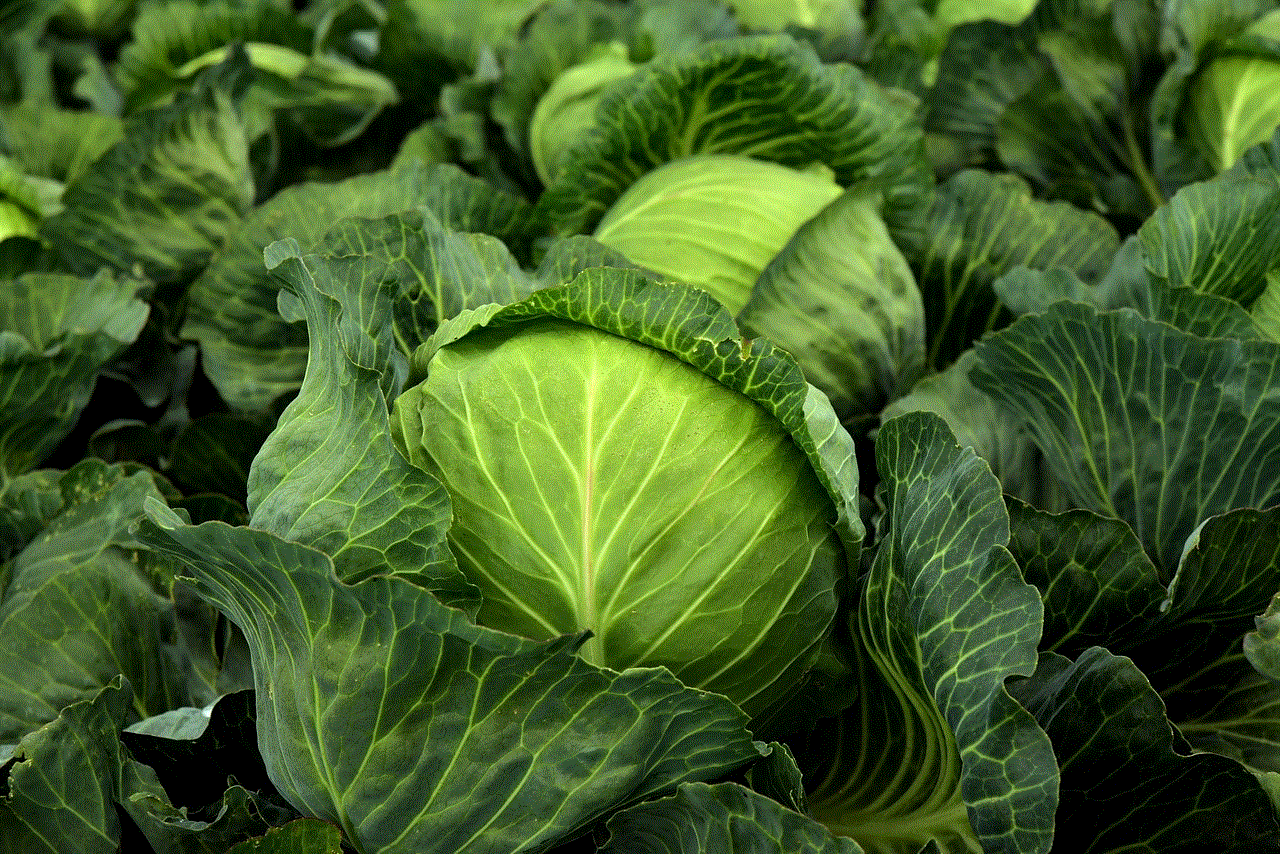 Cabbage Herb