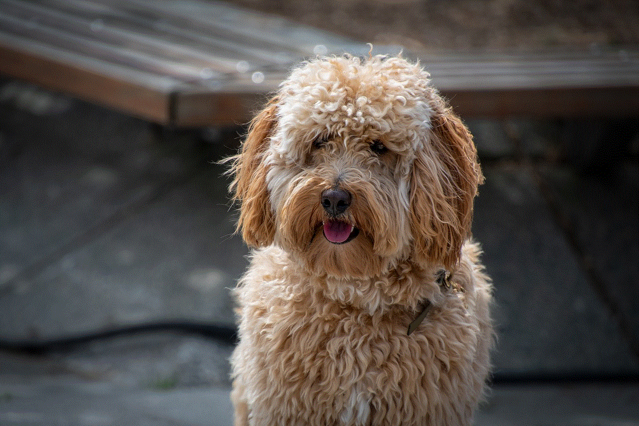 Dog Labradoodle