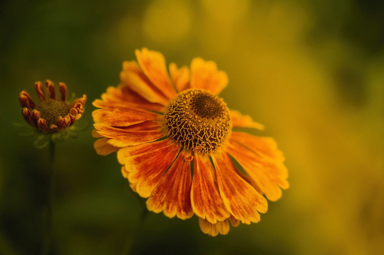 Helenium Flower Background