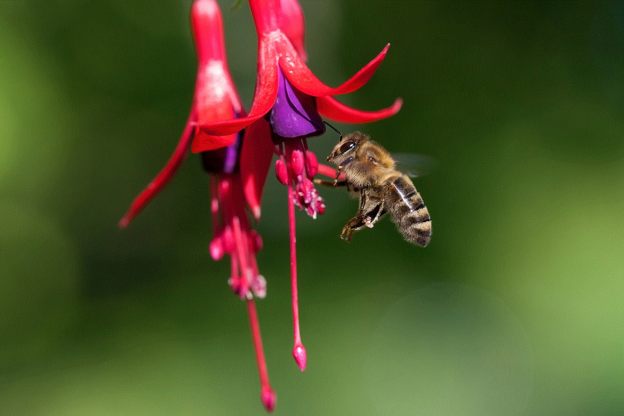 Insect Honey Bee