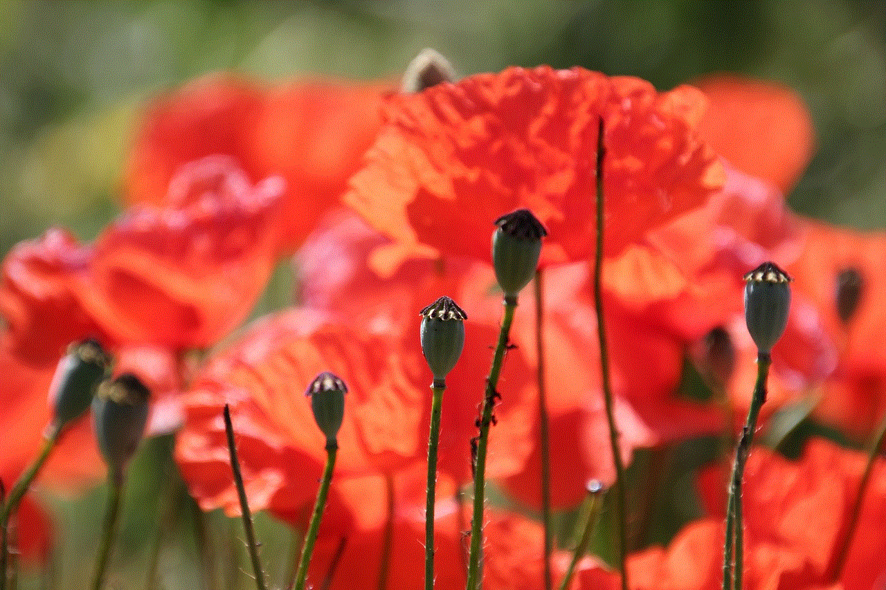 Poppy Flower