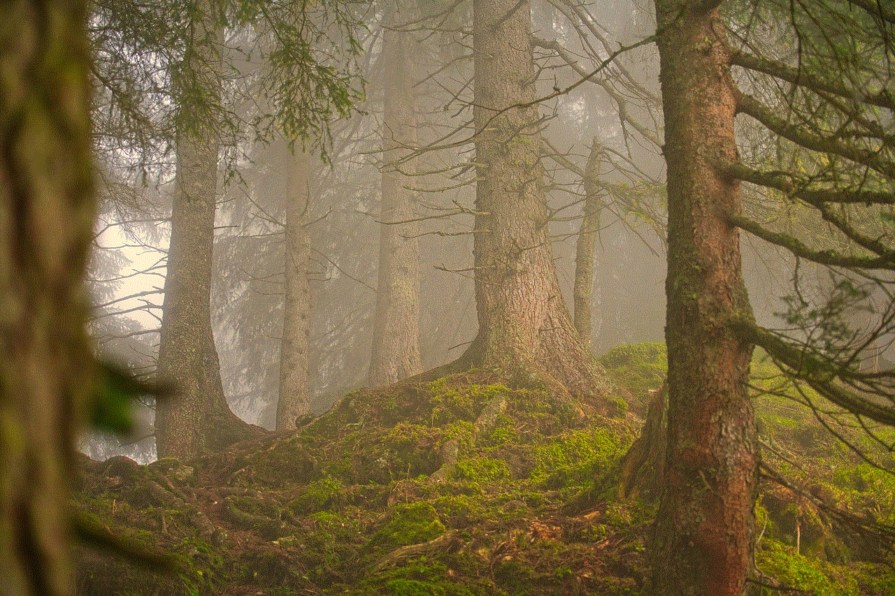 Forest Fog