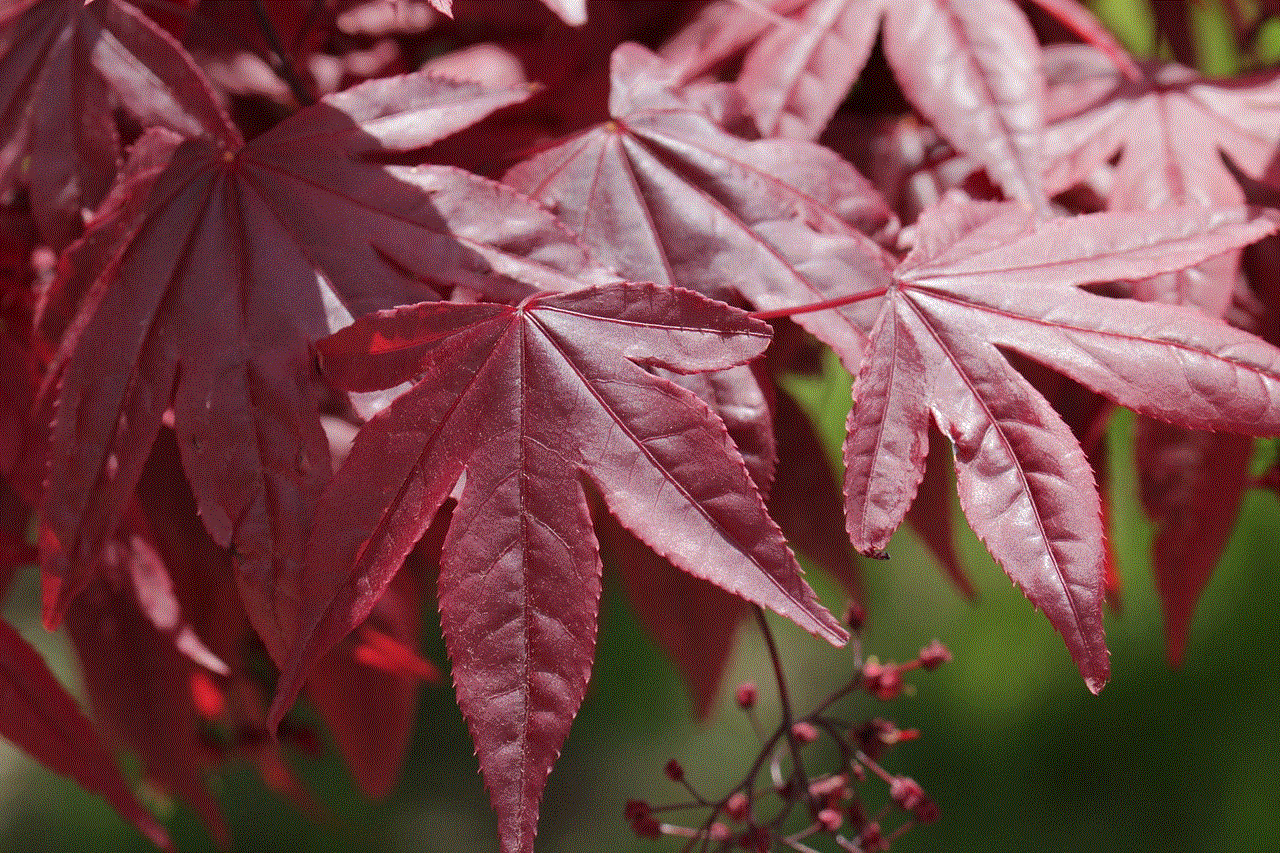 Maple Leaves Red Leaves