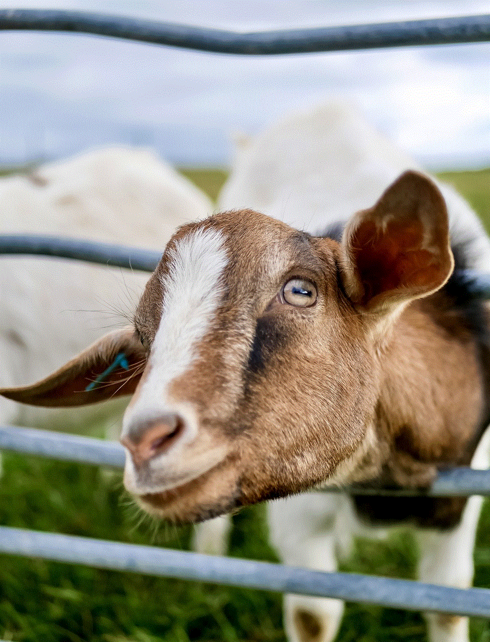 Animal Goat