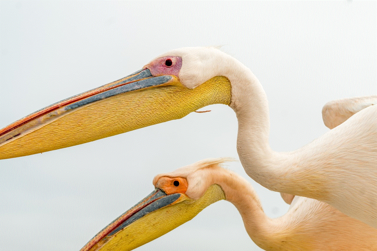 Pelican Bird