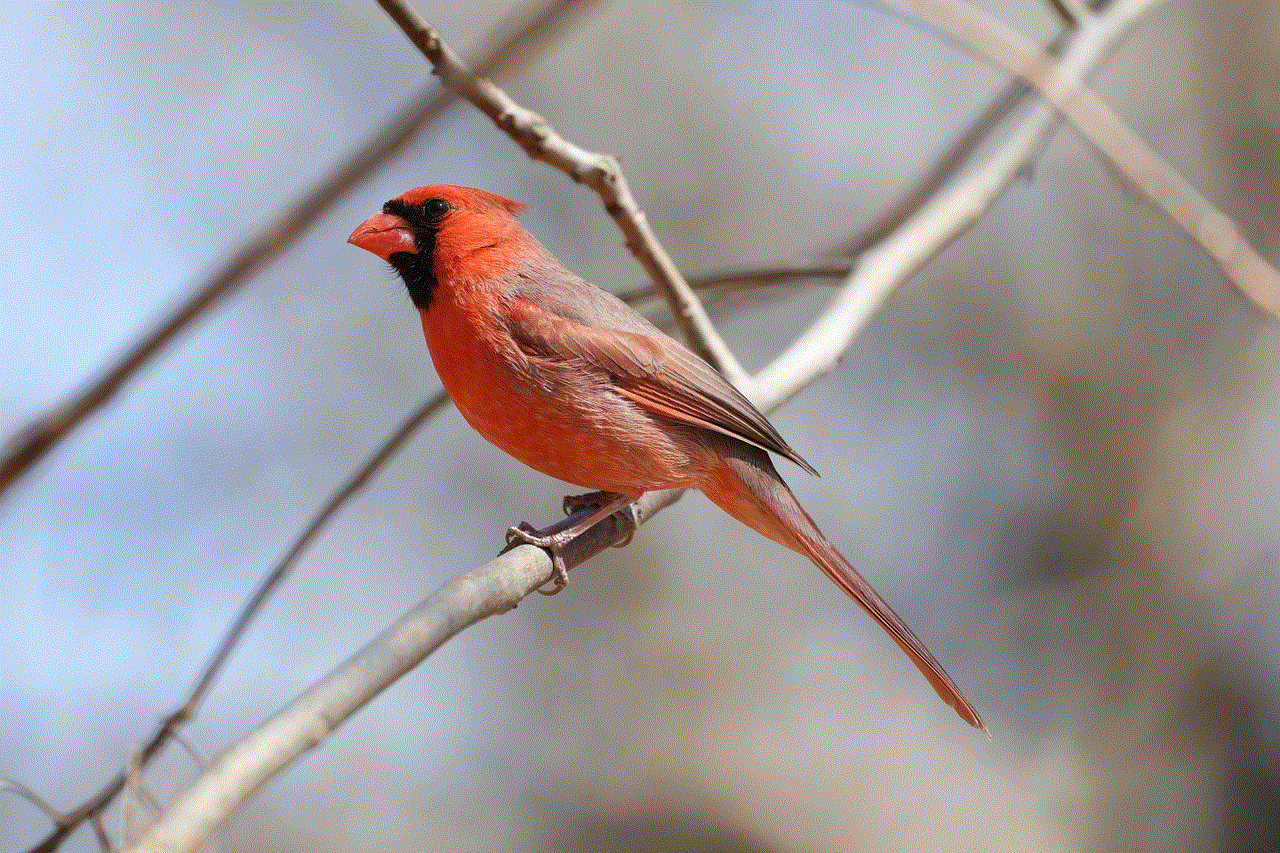 Bird Northern Cardinal