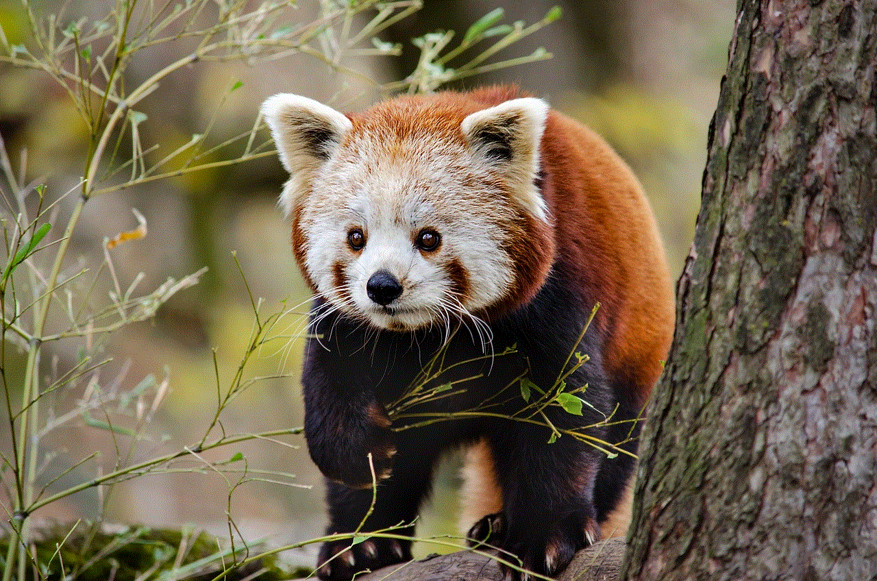 Little Panda Red Panda