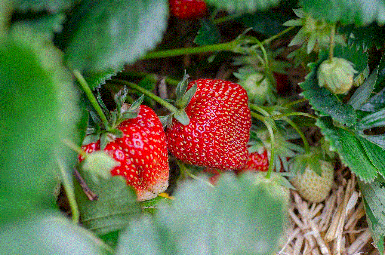 Strawberries Strawberry Patch