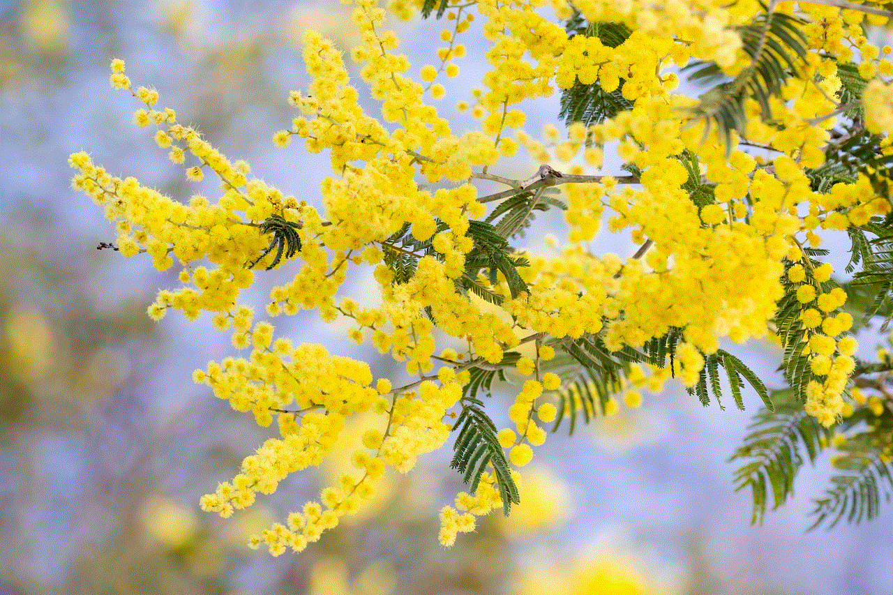 Silver Wattle Acacia Dealbata