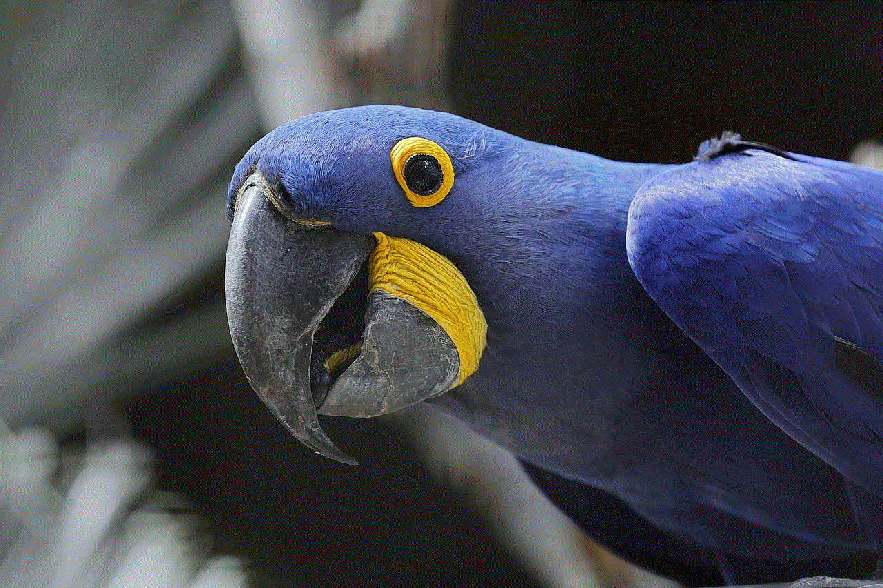 Hyacinth Macaw Hyacinthine